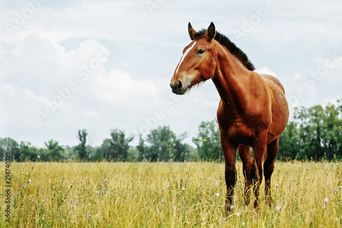 Portrait of red horse in summer © matilda553