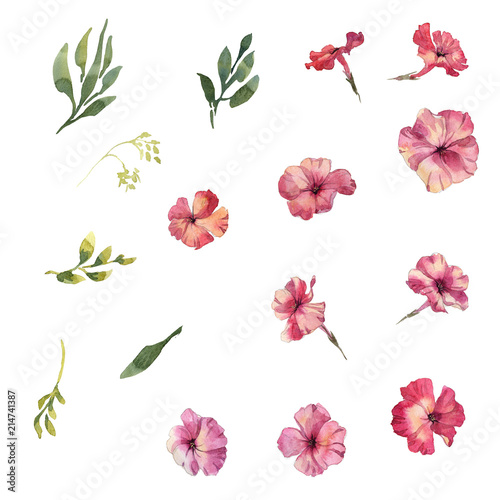 Phlox flowers hand drawn watercolor colleclion