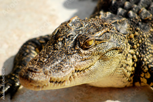 Close up head of crocodile