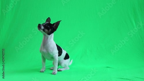 cute puppy eating on green screen 