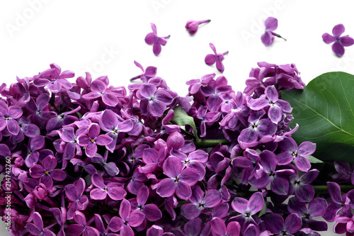 Beautiful blossoming lilac on white background, closeup