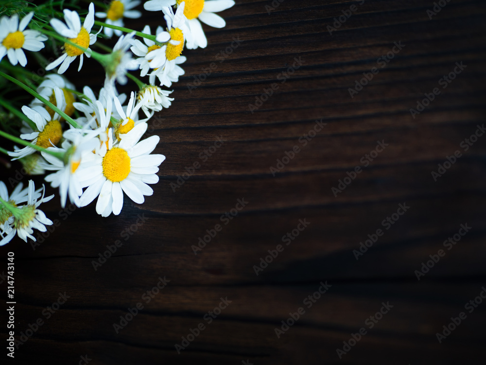 Obraz premium daisies on a dark background