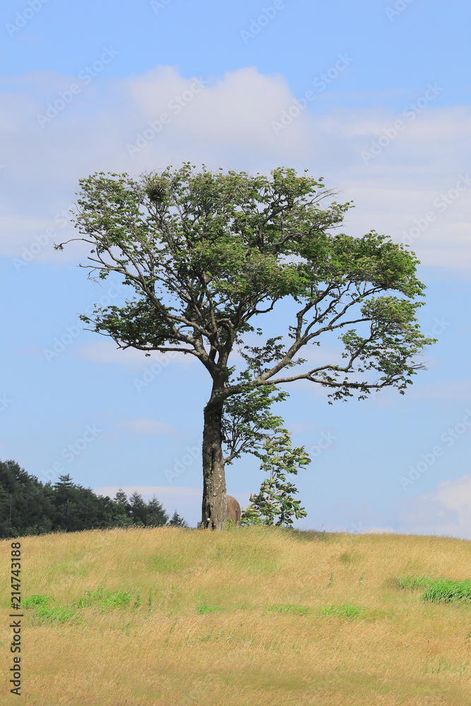 Obraz premium Samotne drzewo