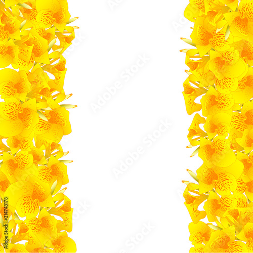 Yellow Canna indica - Canna...