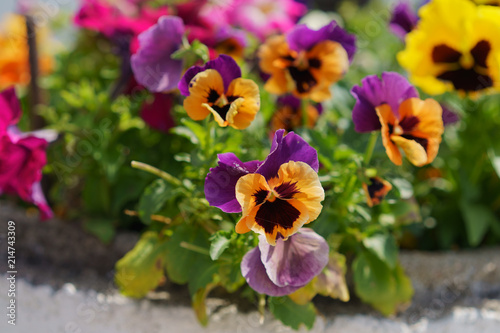 Summer is time of blooming. Blooming pansies are very beautiful