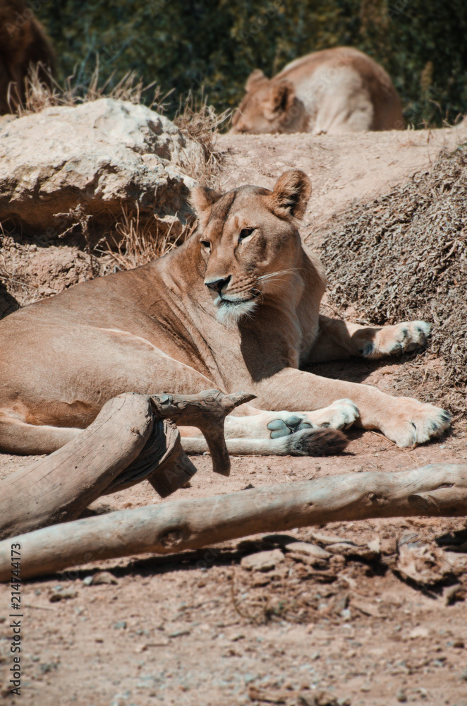Fototapeta premium Lioness