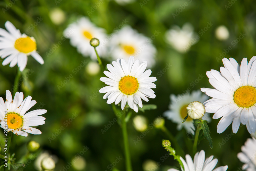 Fototapeta premium Flowers, flowers chrysanthemum, Chrysanthemum wallpaper, 