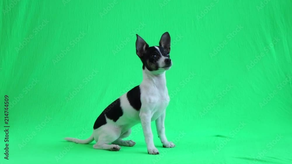 cute puppy sitting and shivering on green screen cute puppy sitting and shivering on green screen