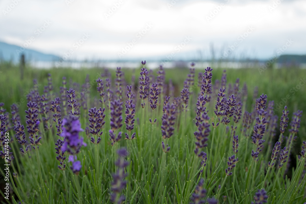 Naklejka premium Lavender field with lake and mountain background
