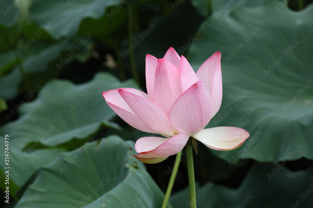 ハスの花 花ハス ハス 蓮 はす 夏の花 ハスの花 花ハス ハス 蓮 はす 夏の花