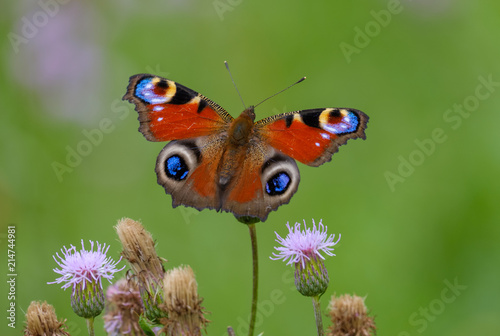 Closeup butterfly on flower with green background