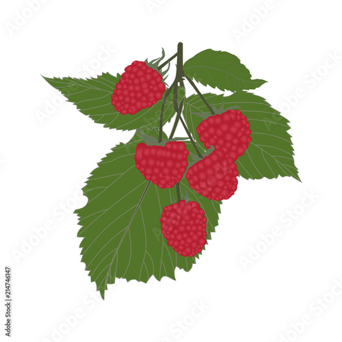 Vector Raspberries Colorful Illustration Isolated on white Background.