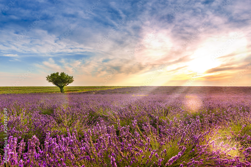 Crépuscule dans un Champ de lavande à Valensole en Provence, France