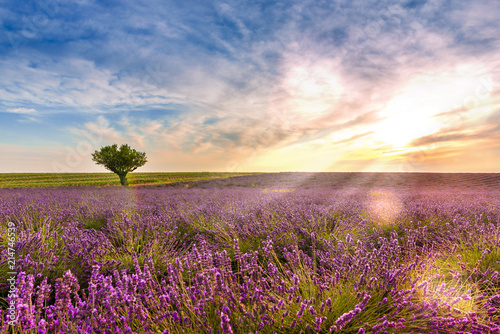 Cr  puscule dans un Champ de lavande    Valensole en Provence  France