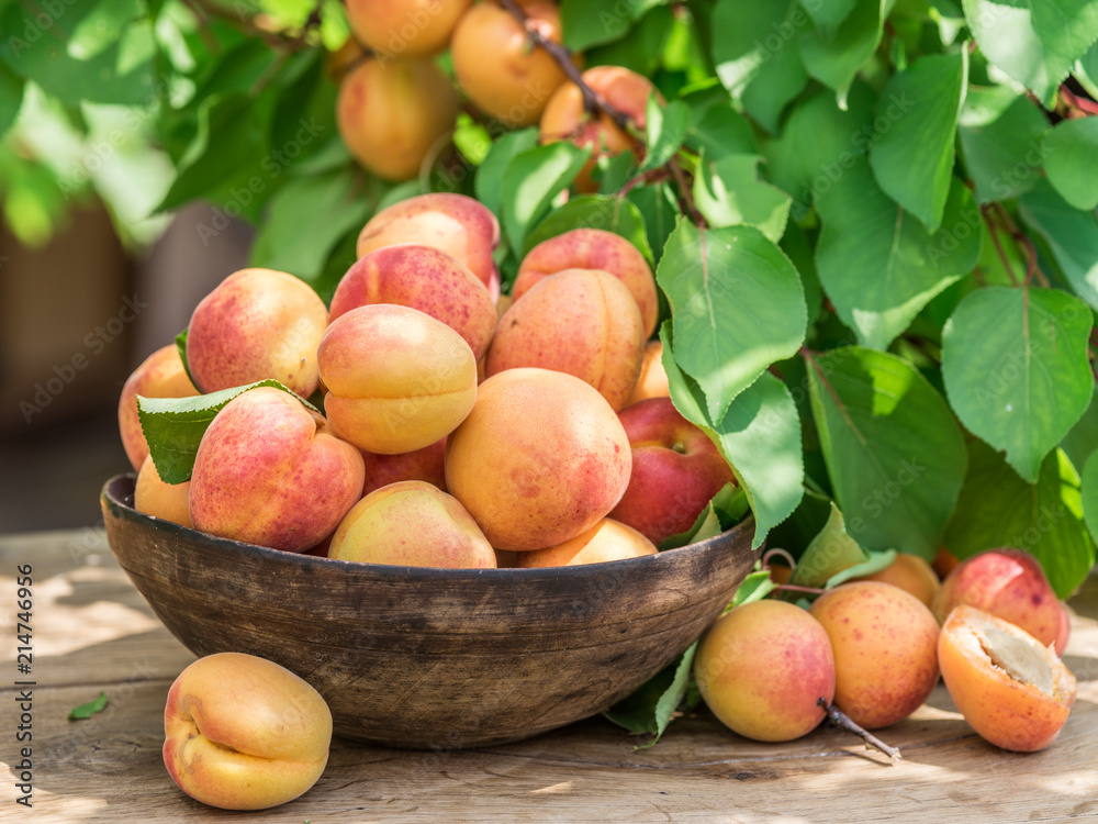 Ripe apricots in the wooden bowl on the table. Ripe apricots in the wooden bowl on the table.
