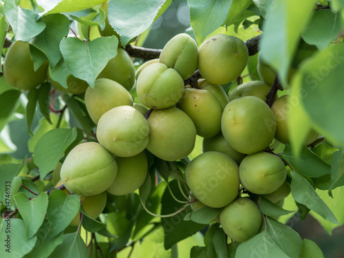 Unripe apricots on the orchard tree in the garden.