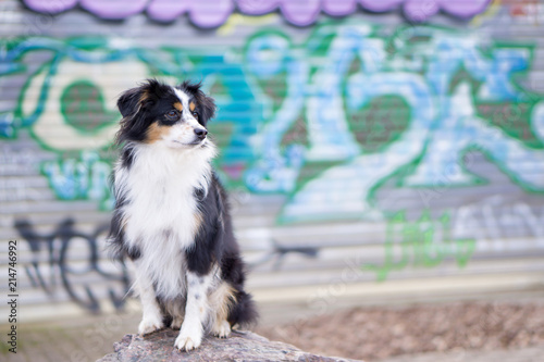 Nala the Miniature Australian Shepherd, Urban Dog, Graffiti