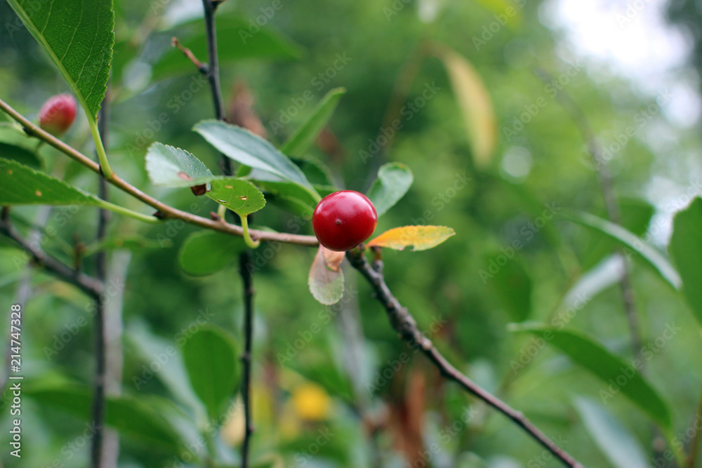 Cherry on  branch. Cherry Orchard.