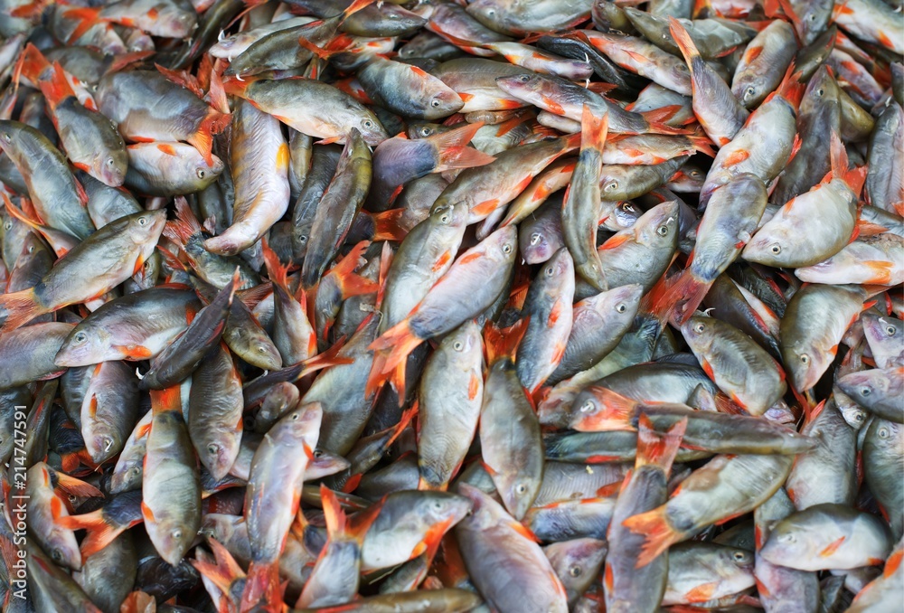 Group of fresh fish (blue Botha) in market : Closeup