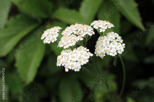 Yarrow. Perennial herb medicinal plant.