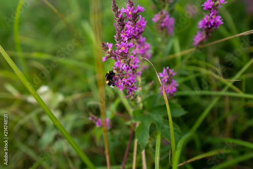 bumblebee pollinating pink flower in the nature during the summer