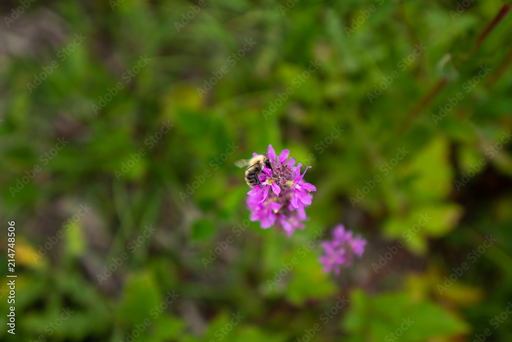 bee pollinating pink flower in the nature during the summer in france bee pollinating pink flower in the nature during the summer in france