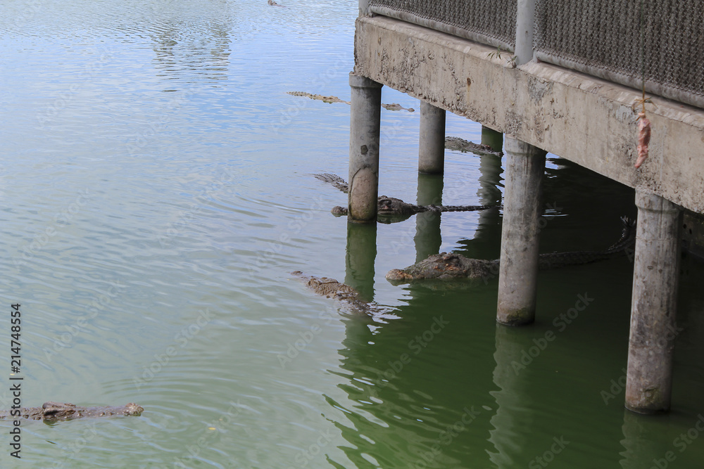 Food for crocodiles