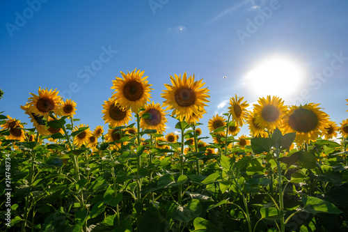 Sonnenblumen im Gegenlicht