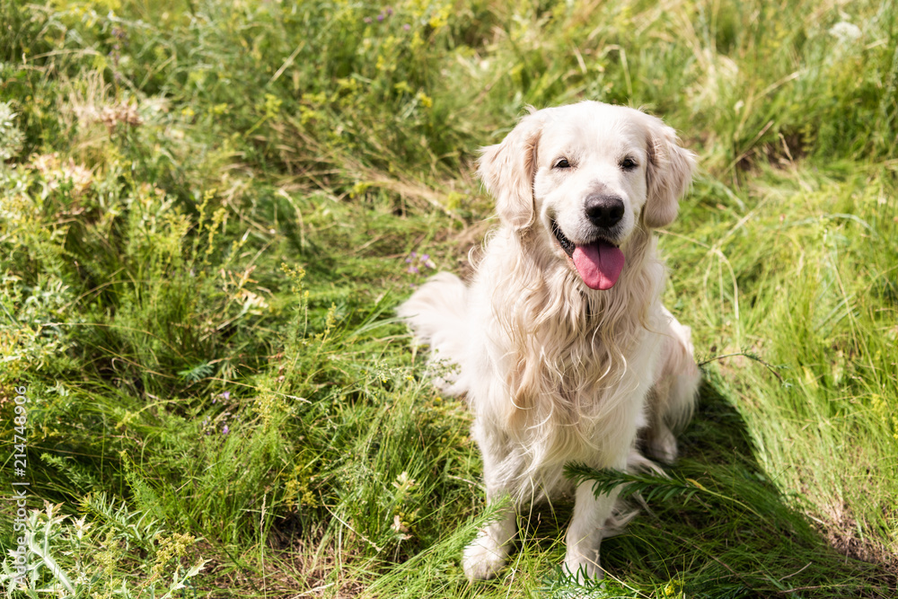 cute golden retriever dog sitting on green grass cute golden retriever dog sitting on green grass