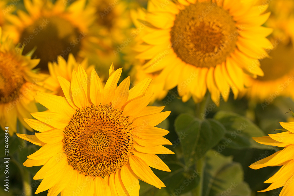 Golden summer sunflower in the sun Golden summer sunflower in the sun