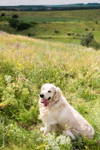 cute golden retriever dog sitting on green meadow