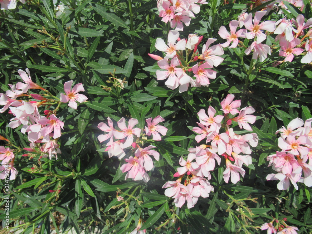 Naklejka premium Цветы6