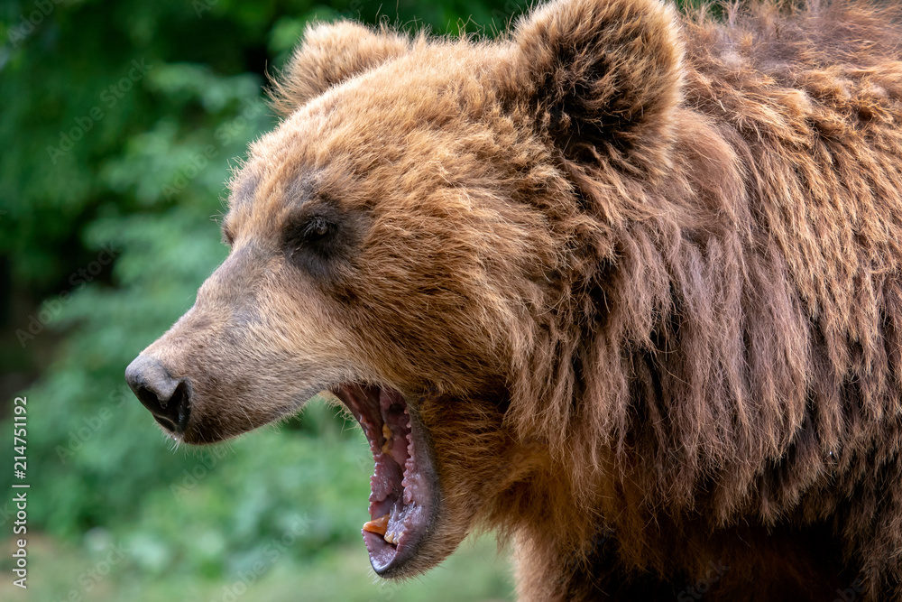 Fototapeta premium Bear with open muzzle. Portrait of brown kamchatka bear (Ursus arctos beringianus). Detail face portrait of dangerous animal from Russia.
