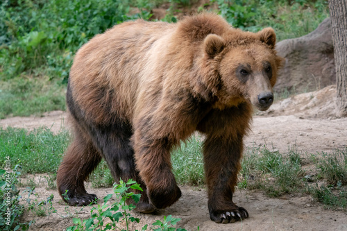 Kamchatka Brown bear (Ursus arctos beringianus). Brown fur coat, danger and aggresive animal. Big mammal from Russia.