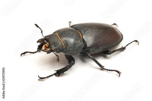 Stag beetle lucanus cervus, female