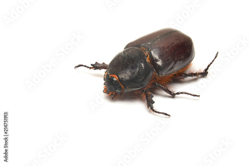 oryctes nasicornis beetle © Ionescu Bogdan