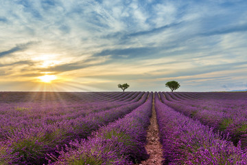 Gartenposter Lavendelblüten Dämmerung in einem Lavendelfeld in Valensole in der Provence, Frankreich  © FredP