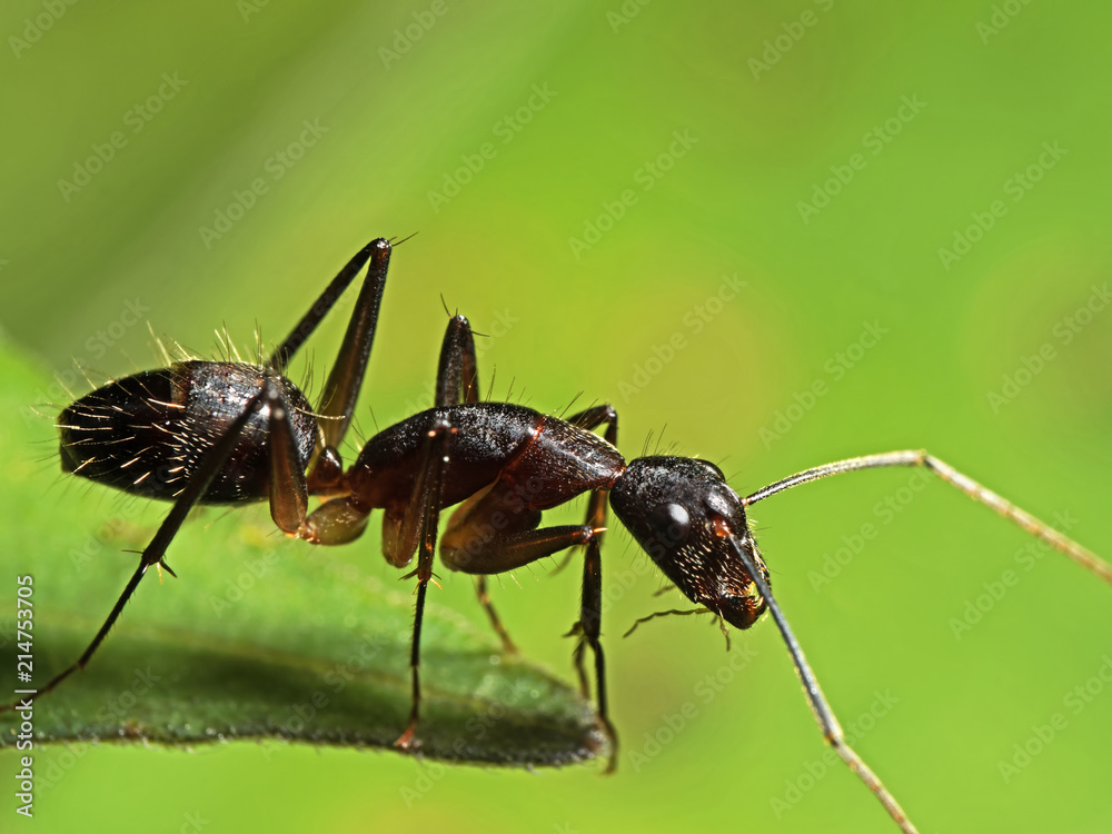 Macro Photo of Ant on Green Leaf Isolated on Blurry Background Macro Photo of Ant on Green Leaf Isolated on Blurry Background