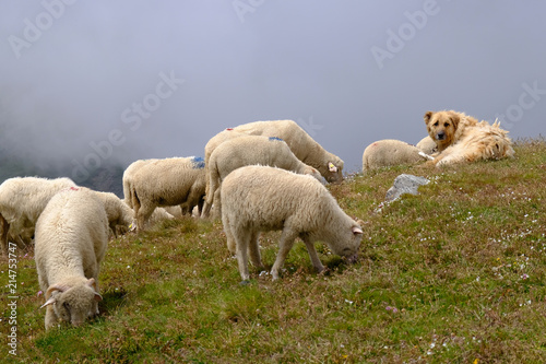 Rumunia, Góry Bucegi - stado owiec w górach na szczycie Omul