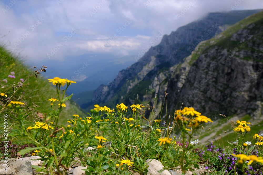 Rumunia, Góry Bucegi - górski widok z kwiatami na trasie ze szczytu Omul przez wąwóz do Busteni