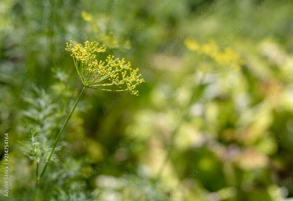 Closeup on dill flower with a blury backroun Closeup on dill flower with a blury backroun