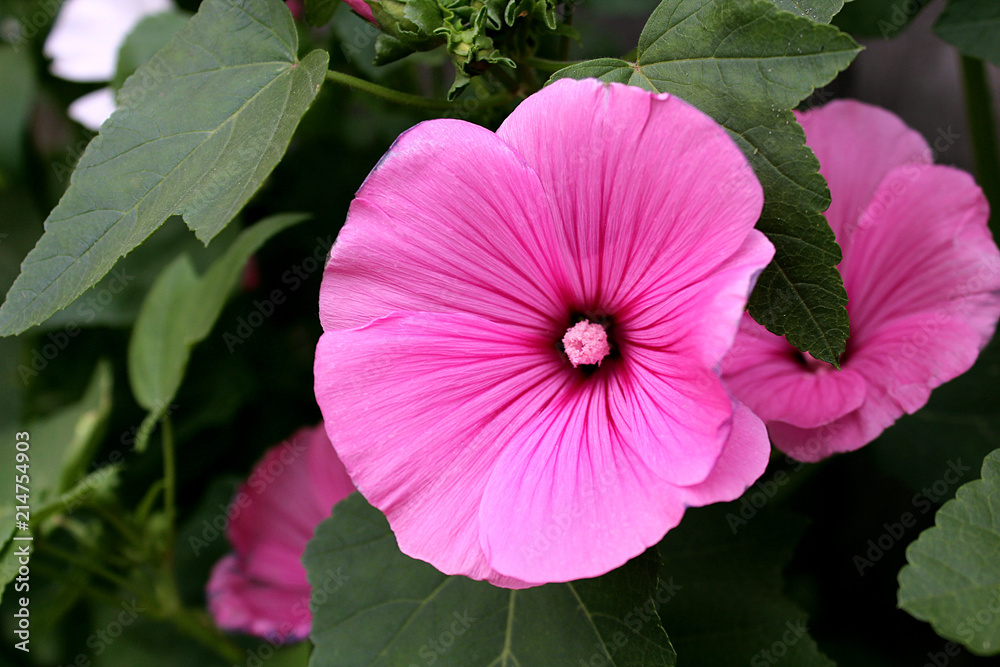 pink flower laveter close-up of flowers on a flower bed pink flower laveter close-up of flowers on a flower bed