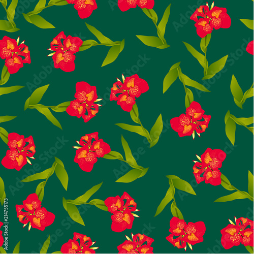 Red Canna lily on Green Bac...