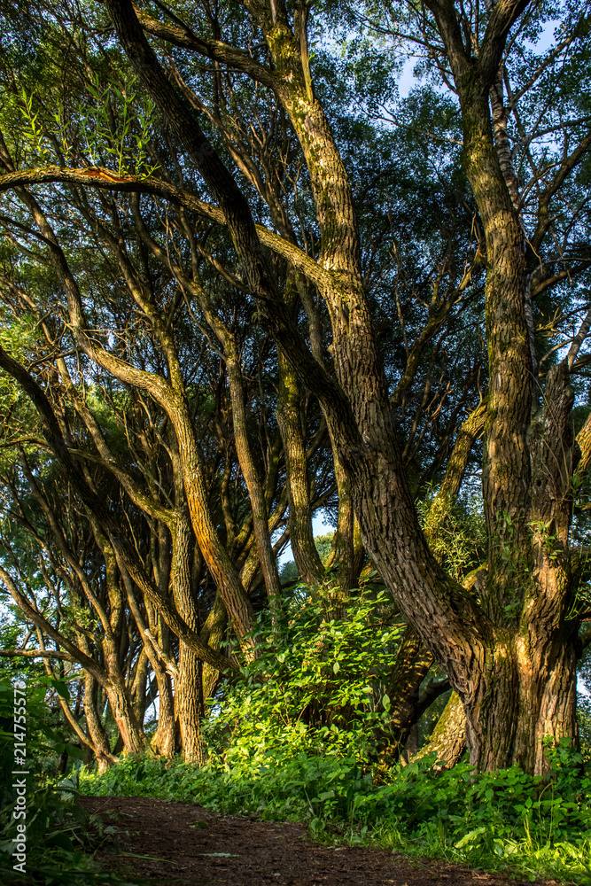 Fototapeta premium Old magic willows in the city park