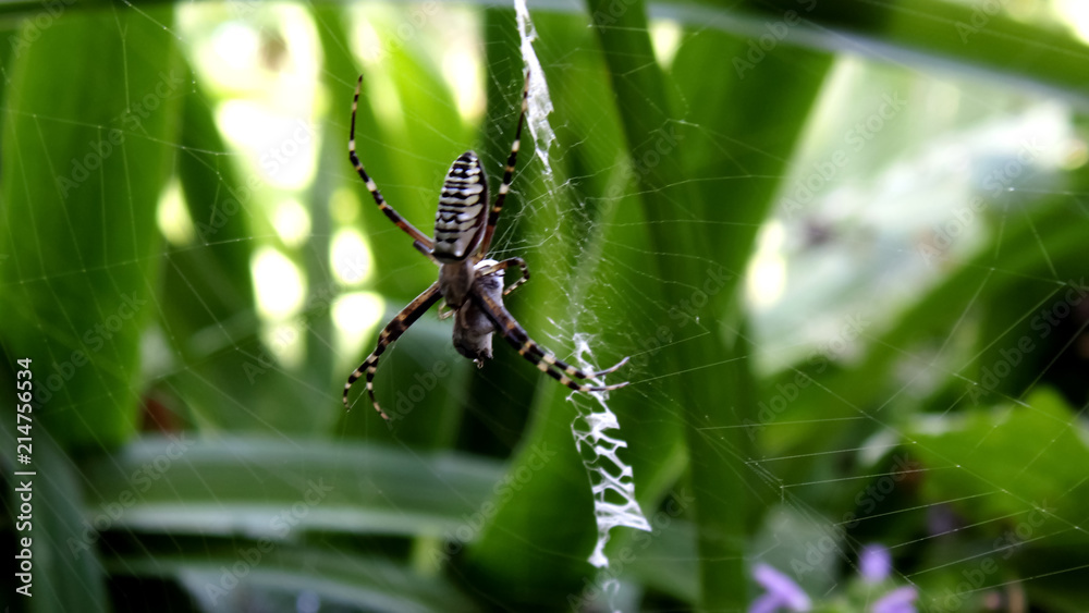 Yellow spider. Insect background Yellow spider. Insect background
