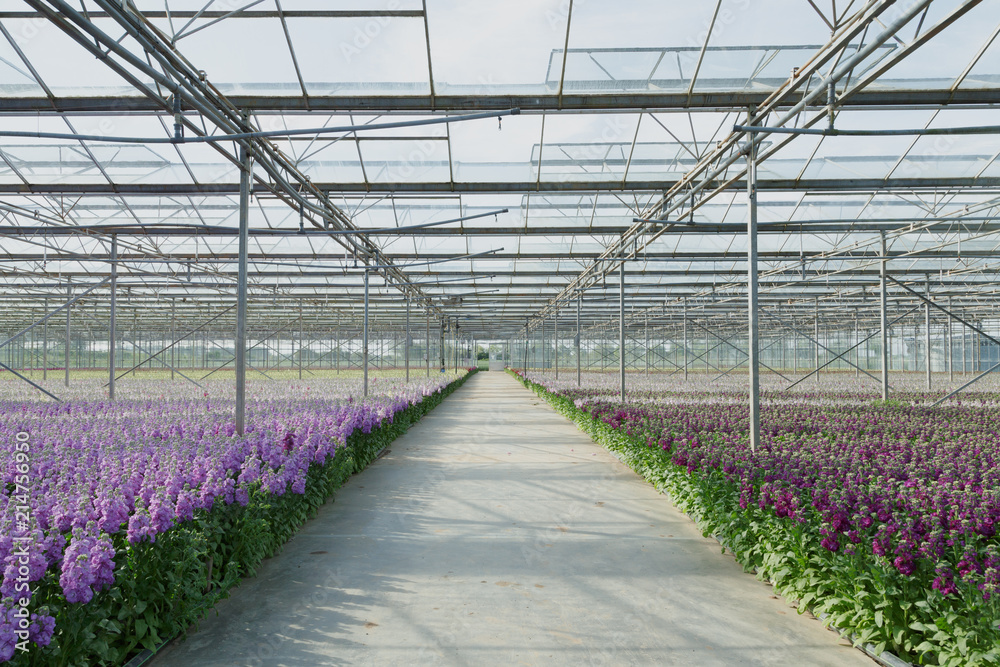 Flower farm interior