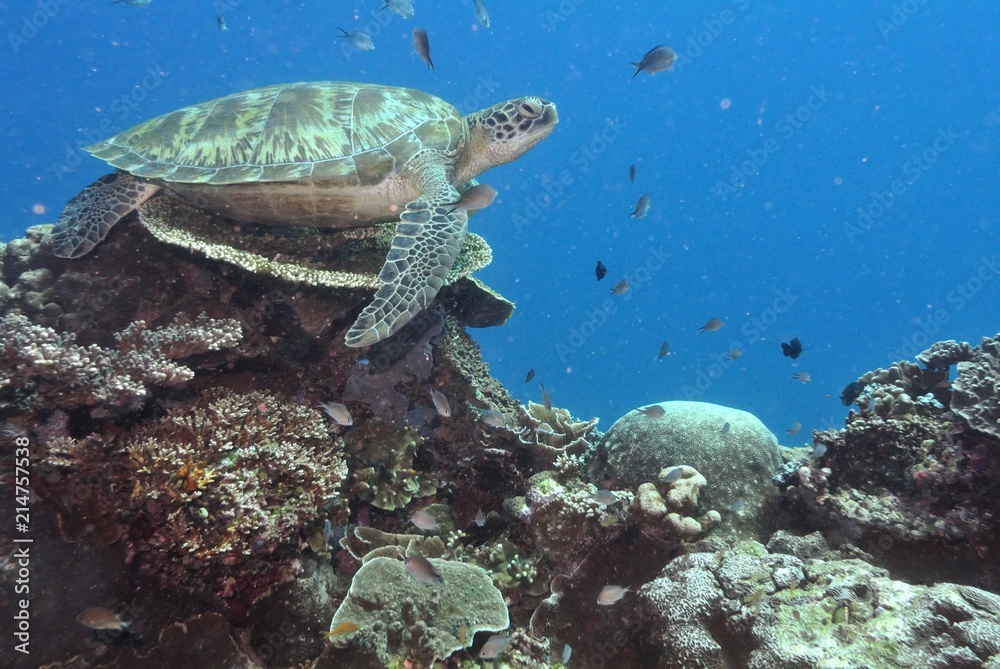 Sea turtle, Komodo National Park,Indonesia Sea turtle, Komodo National Park,Indonesia