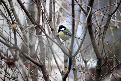 Birds titmouse