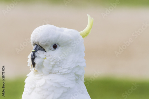 Portrait of a white Cockatoo parrot posing for camera close up © Tatsiana