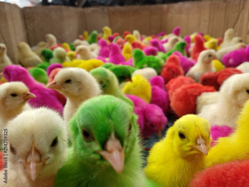 Colour chicken kids
